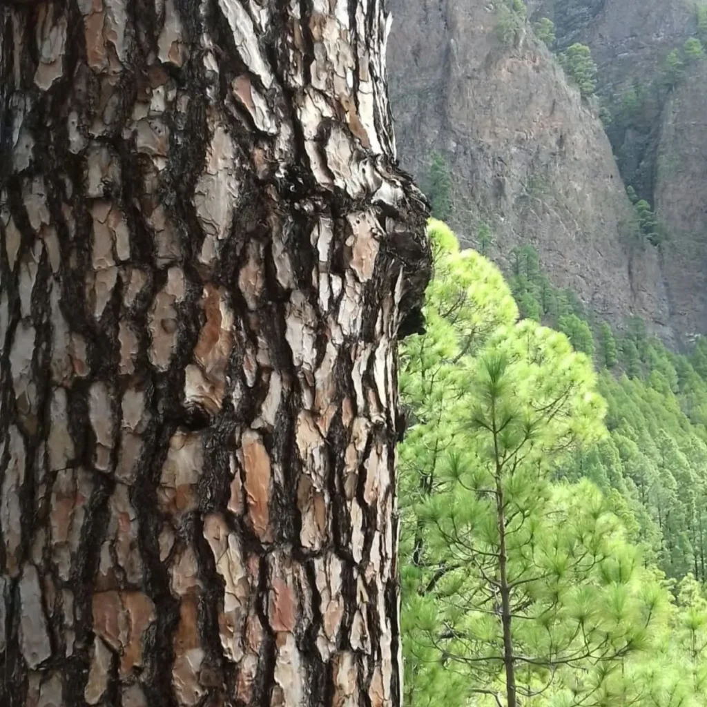 detalle de una corteza: fotografiar la naturaleza