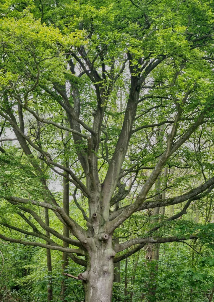 haya arbol