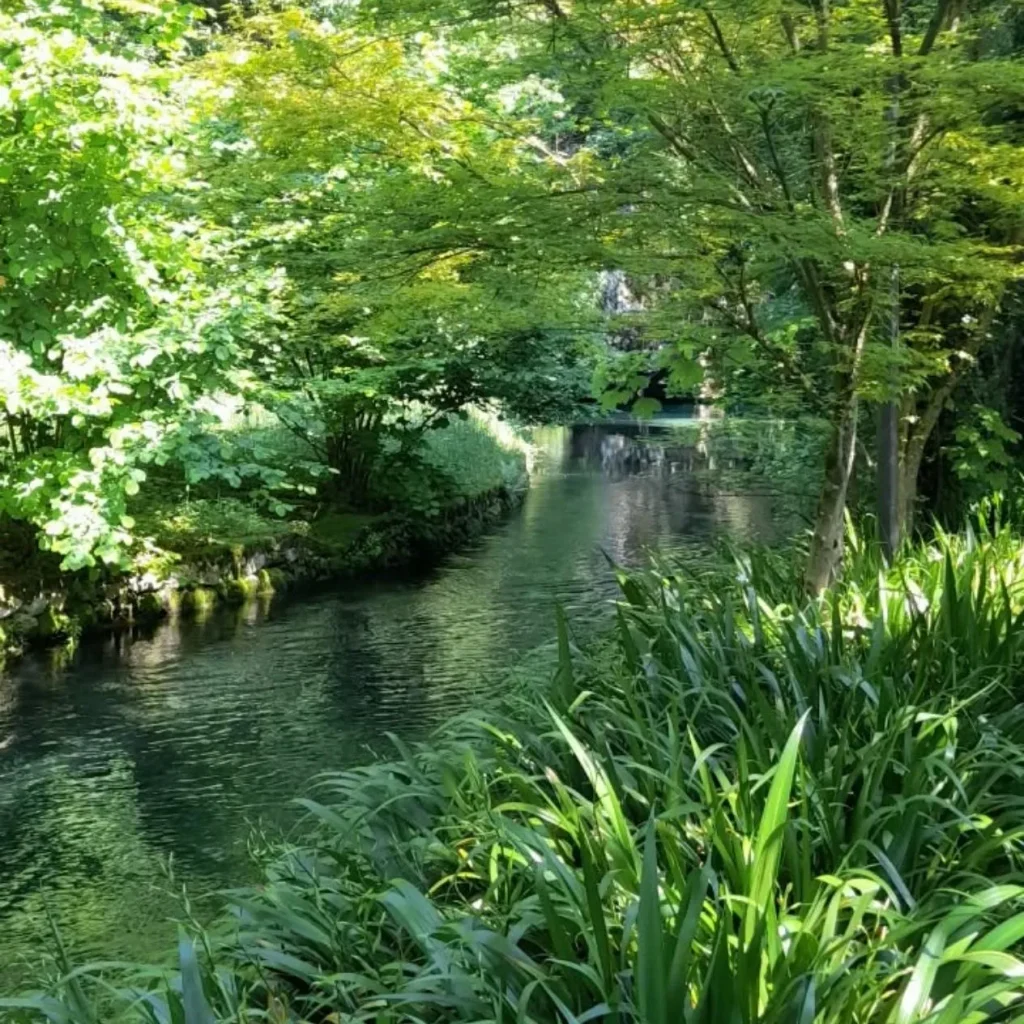 arroyo en el bosque 