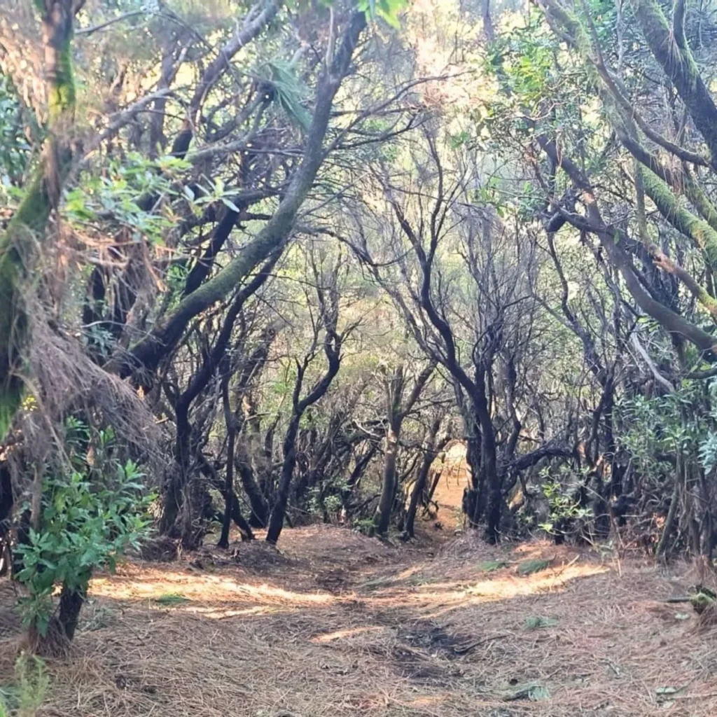 bosque de laurisilva, lugar ideal para hacer un baño de bosque