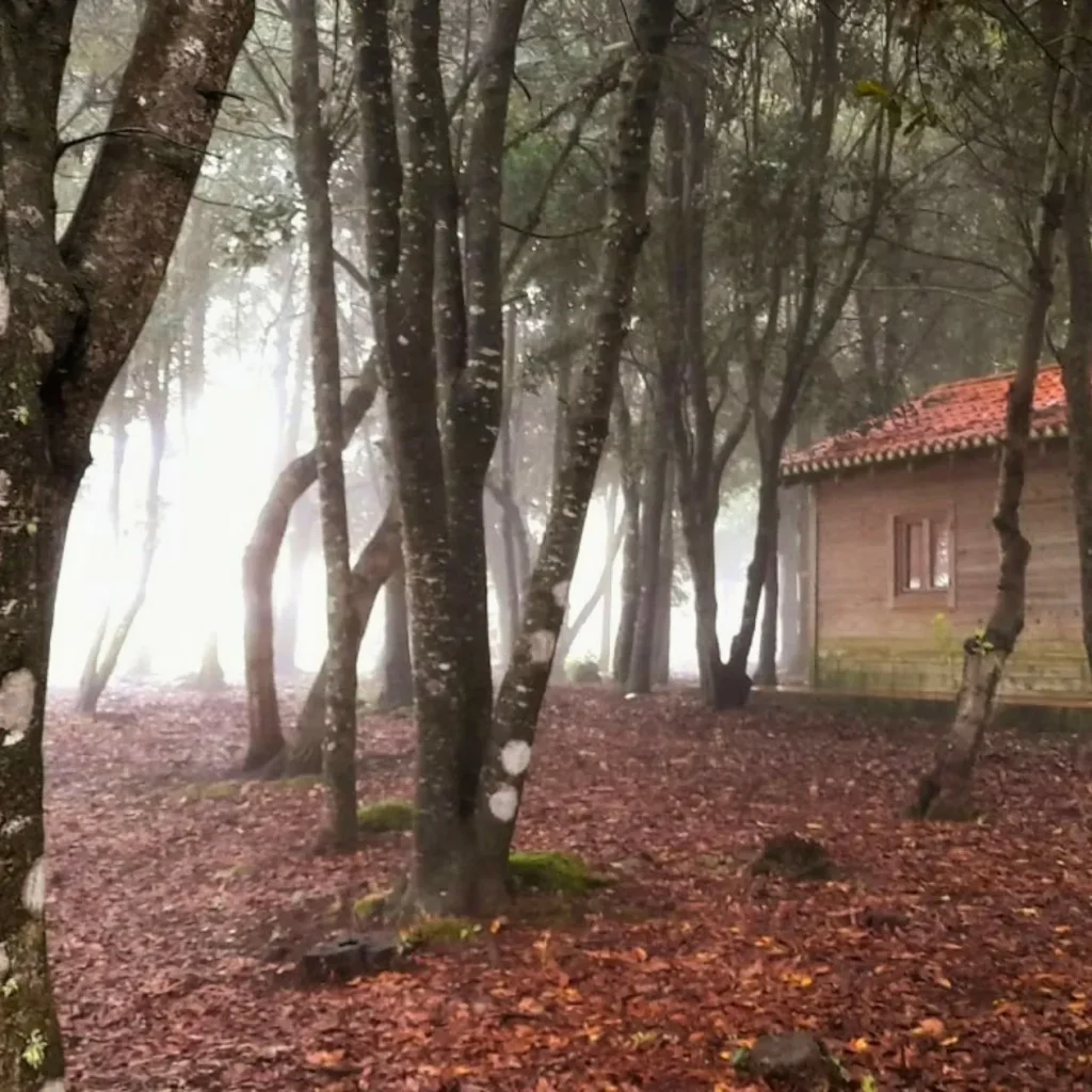 bosque húmedo de coniferas con niebla