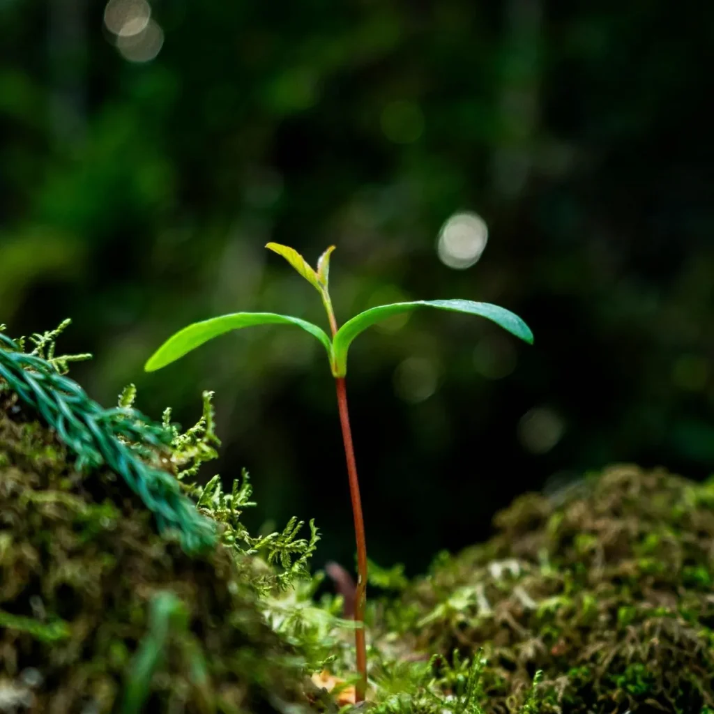 brote de planta