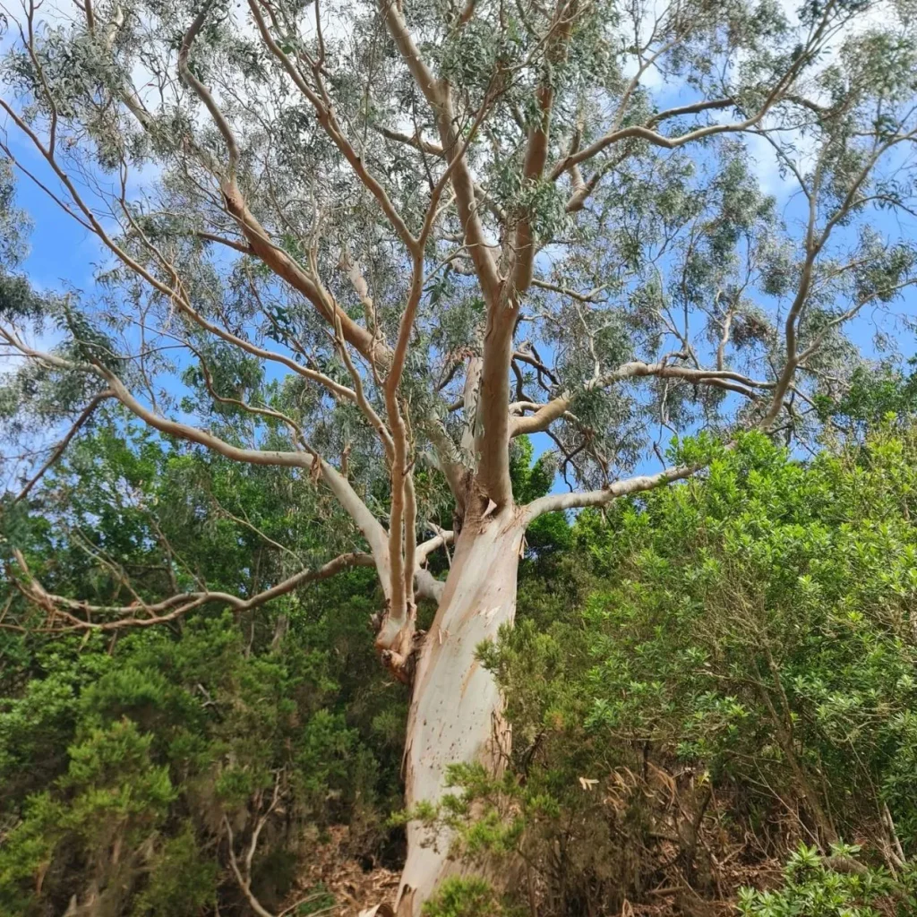 árbol de eucalipto