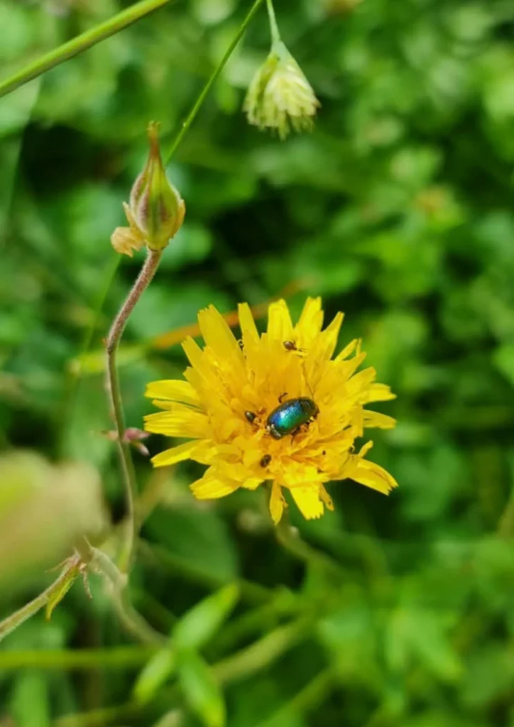flor de diente de león con bichitos