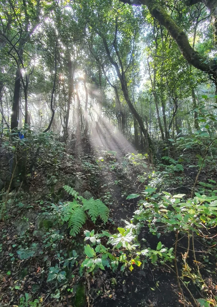 luz entre arboles en el bosque