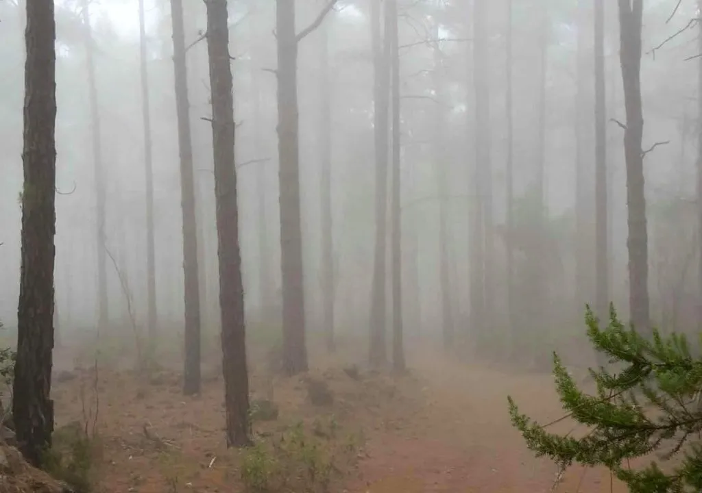 niebla en el bosque
