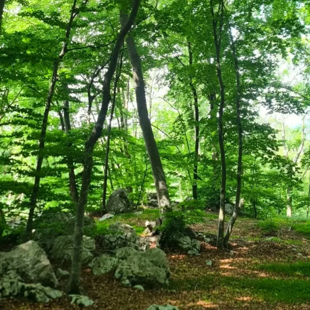 zona verde con árboles para desconectar